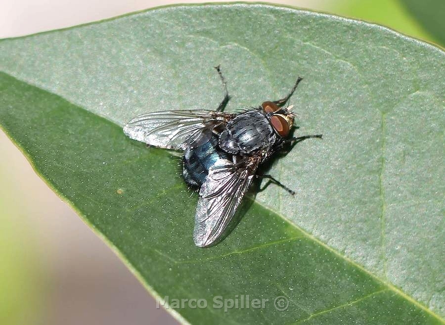 Calliphora vicina ??